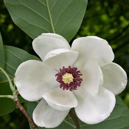 Magnolia de Siebold  - 50-60 cm pot