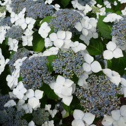 2 x Lacecap hortensia  - 25-30 cm pot