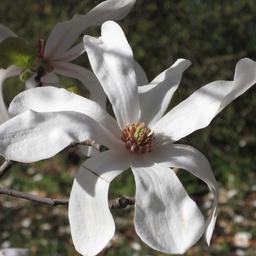 Magnolia x loebneri 'Merrill'  - 50-60 cm pot