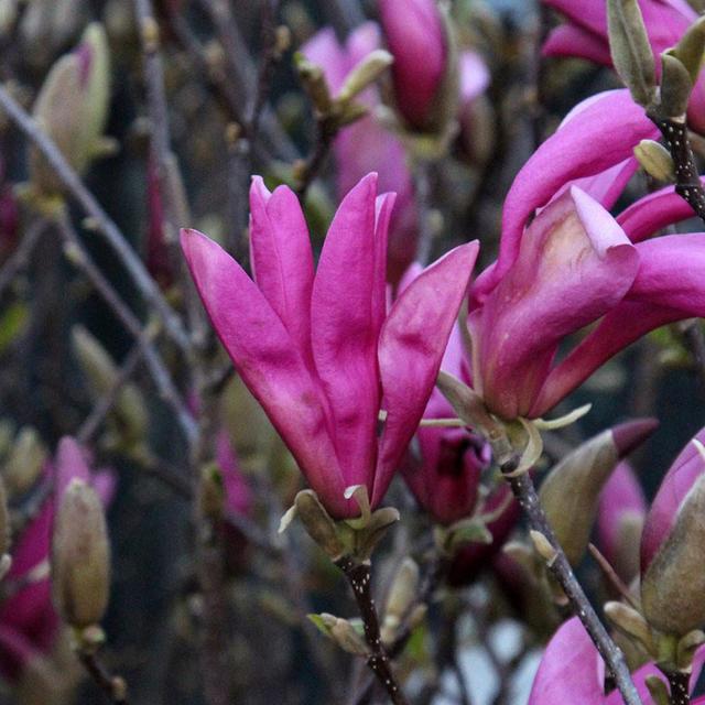 Magnolia 'Susan'  - 40-60 cm pot