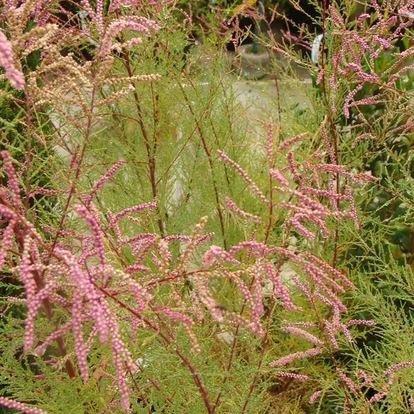 2 x Tamaris d'été 'Pink Cascade'  - 60-80 cm pot