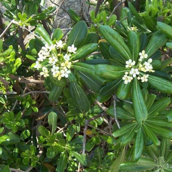 Pittosporum tobira  - 50-60 cm pot