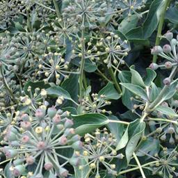 2 x Hedera hélix 'Arborescens'  - 30-40 cm pot