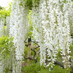 Glycine Japonaise 'Shiro-noda'  - 50-60 cm pot