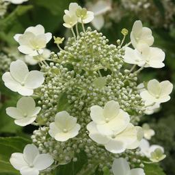 2 x Hortensia paniculé 'Tardiva'  - 40-50 cm pot