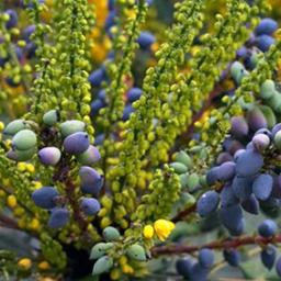 Mahonia media 'Charity'  - 60-80 cm pot