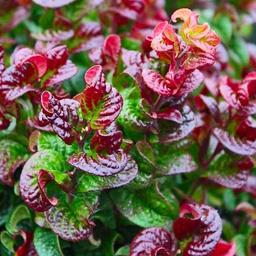 2 x Leucothoé 'Curtly Red'  - 20-30 cm pot