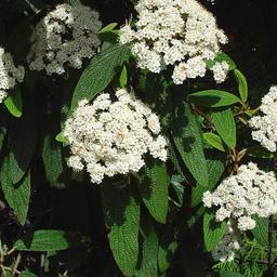 2 x Viorne à feuilles ridées  - 30-50 cm pot