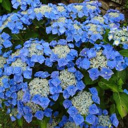 Hortensia 'Teller Blue'  - 40-60 cm pot