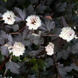 2 x Physocarpe à feuilles d'Obier  - 30-40 cm pot