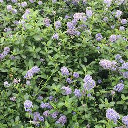 2 x Lilas de Californie tapissant  - 25-30 cm pot