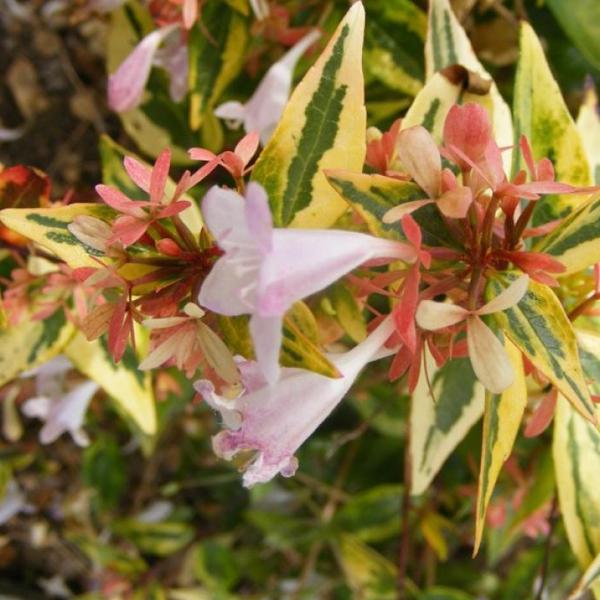 2 x Abelia 'Francis Moon'  - 25-30 cm pot