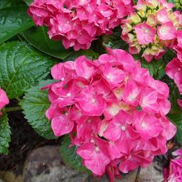 2 x Hortensia 'Glowing Embers'  - 25-30 cm pot