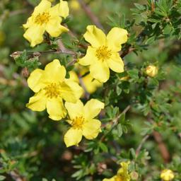 2 x Potentille arbustive 'Elisabeth'  - 20-25 cm pot