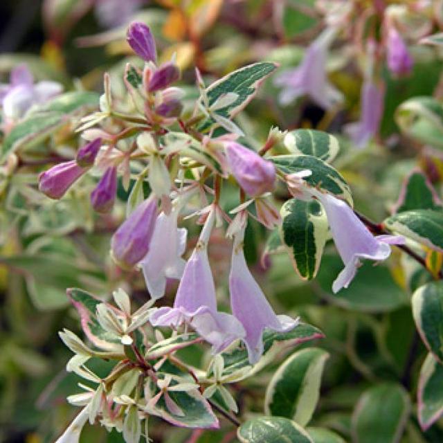 2 x Abelia panaché 'Hopleys'®  - 25-30 cm pot