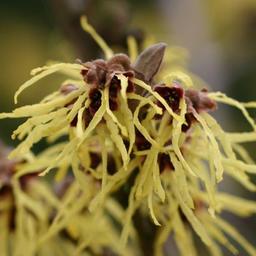 Noisetier de sorcière 'Pallida'  - 40-60 cm pot