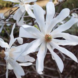 Magnolia étoilé  - 60-80 cm pot