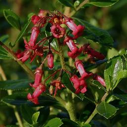 2 x Escallonia rubra 'Crimson Spire'  - 40-50 cm pot