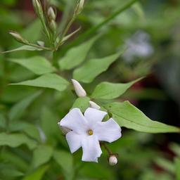 Jasmin commun  - 50-60 cm pot