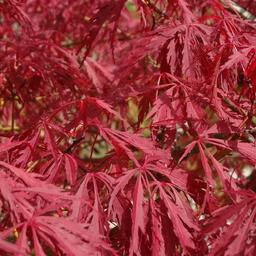 Érable du Japon 'Garnet'  - 60-80 cm pot