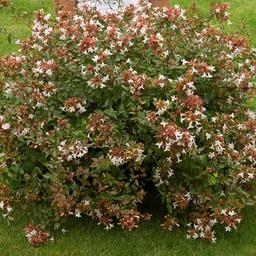 Abelia à grandes fleurs  - 40-60 cm pot