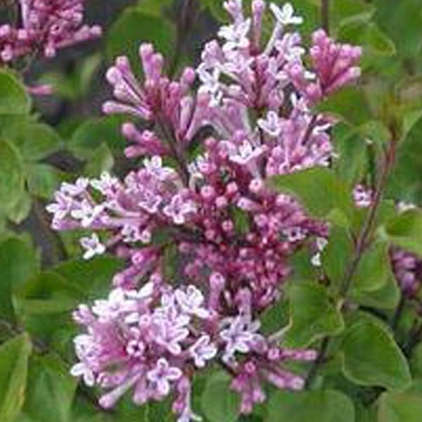 Lilas de Chine 'Palibin'  - 60-80 cm pot