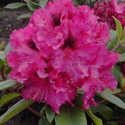 Rhododendron 'Marie Forte'  - 40-50 cm pot