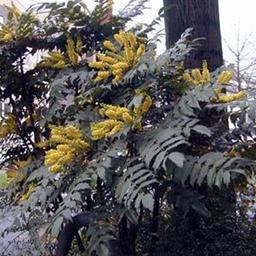 Mahonia du Japon 'Bealei'  - 50- 60 cm pot