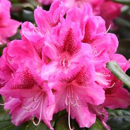 Rhododendron 'Cosmopolitan'  - 60-80 cm pot