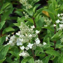 2 x Hortensia paniculé 'Unique'  - 40-50 cm pot