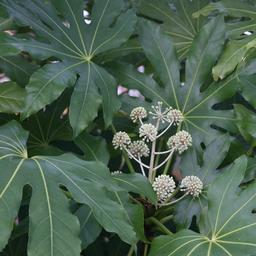 Fatsia du Japon  - 60-80 cm pot