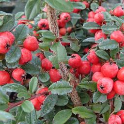 2 x Cotonéaster 'Coral Beauty'  - 30-40 cm pot