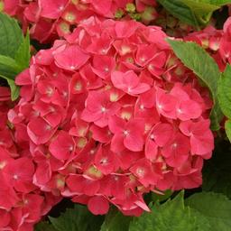 2 x Hortensia 'Leuchtfeuer'  - 25-30 cm pot