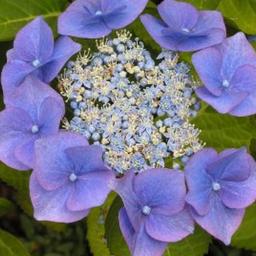 2 x Hortensia 'Blaumeise'  - 25-30 cm pot