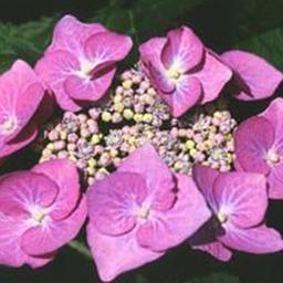 Hortensia 'Teller Rose'  - 40-60 cm pot