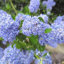 2 x Lilas de Californie 'Victoria'  - 30-40 cm pot