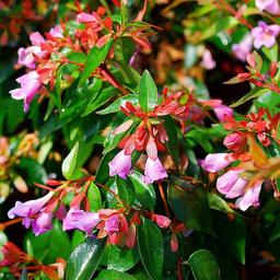 Abelia 'Edward Goucher'  - 50-60 cm pot