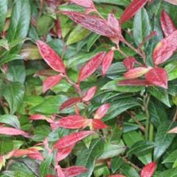 Leucothoe fontanesiana (= 'Zeblid')  - 50-60 cm pot