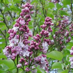 Lilas commun 'Michel Buchner'  - 60-80 cm pot