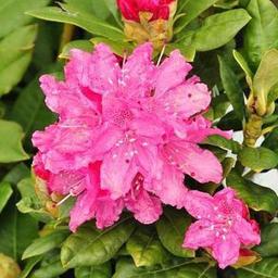 Rhododendron 'Rocket'  - 40-50 cm pot