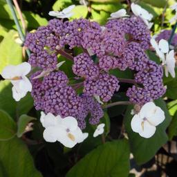 2 x Hydrangea 'Sargentiana'  - 25-30 cm pot