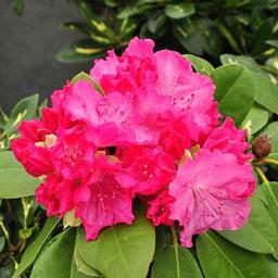 Rhododendron 'Germania'  - 40-50 cm pot