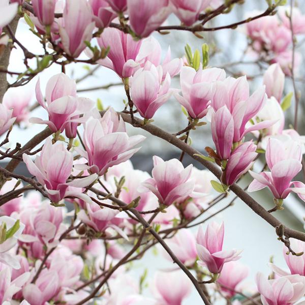 Magnolia soulangiana  - 60-80 cm pot