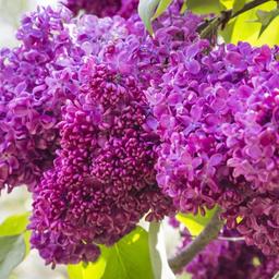 Lilas commun  - 40-60 cm pot