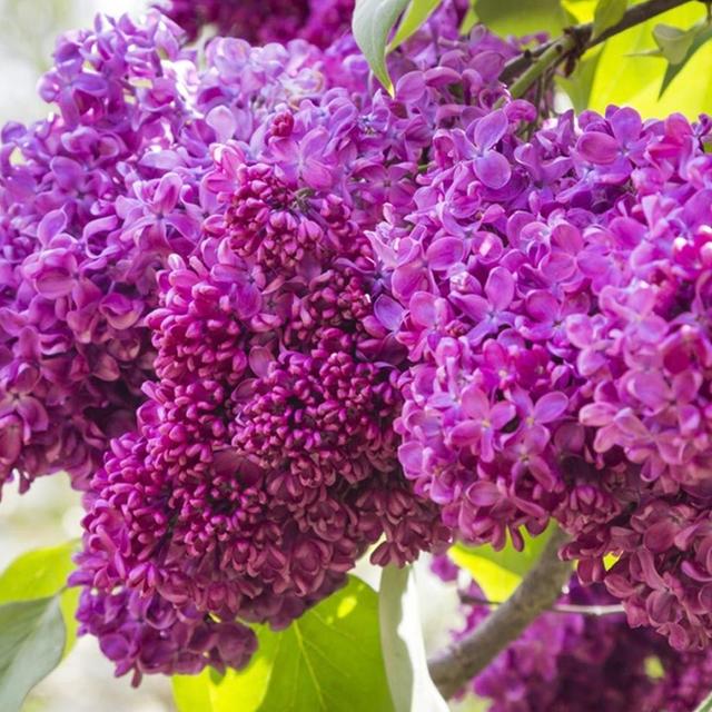 Lilas commun  - 40-60 cm pot