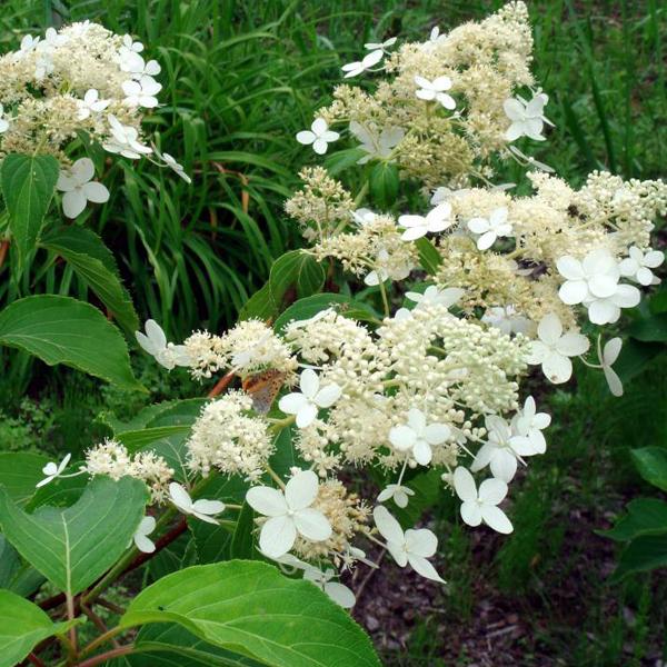 2 x Hortensia paniculé 'Praecox'  - 40-50 cm pot