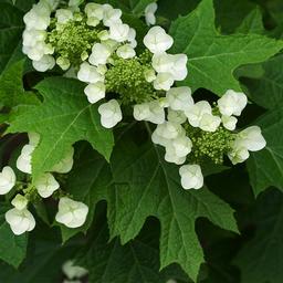 2 x Hortensia à feuilles de chêne  - 30-40 cm pot