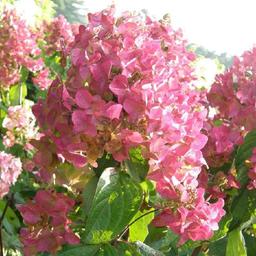 2 x Hortensia paniculé 'Mega Mindy'®  - 40-50 cm pot