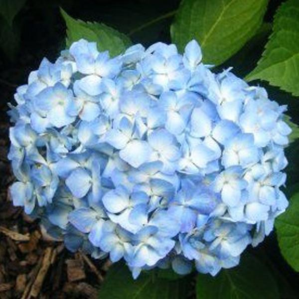 2 x Hortensia 'Gertrude Glahn'  - 25-30 cm pot