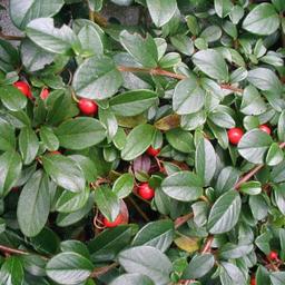 2 x Cotonéaster de Dammer  - 30-40 cm pot